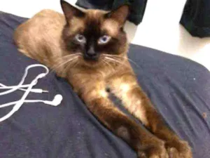 Gato raça Angorá idade 2 anos nome Rengar
