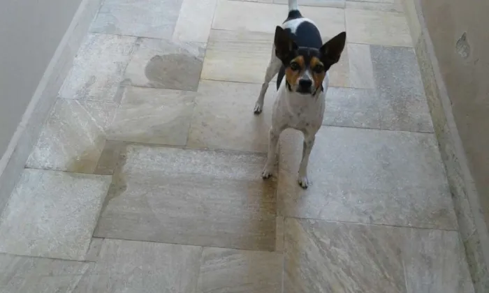 Cachorro ra a SRD idade 6 ou mais anos nome Nick