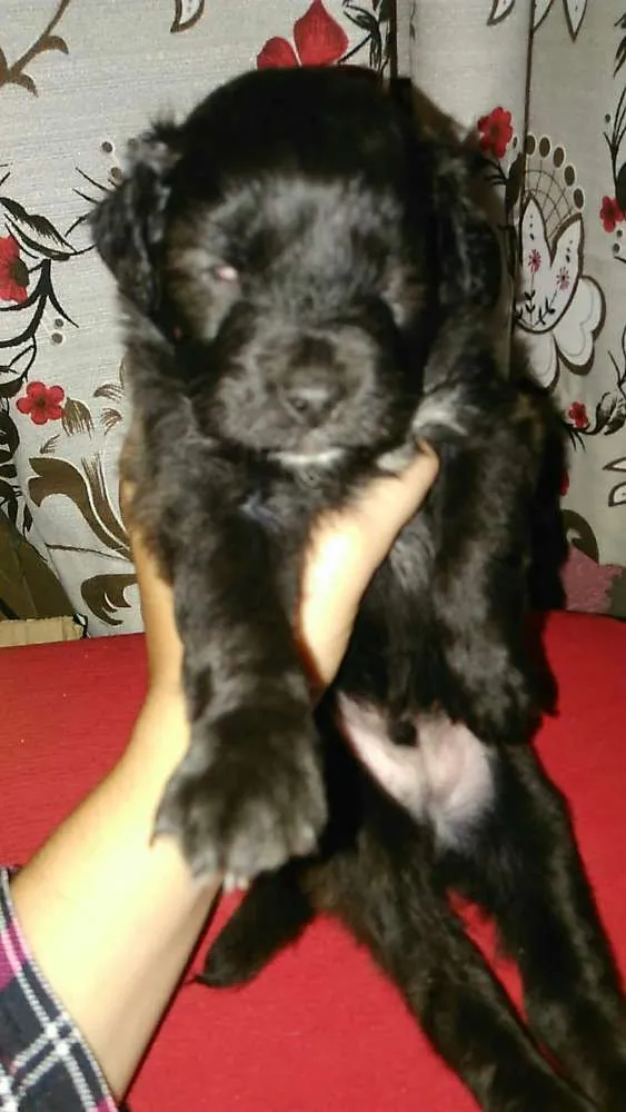 Cachorro ra a Mestiço idade Abaixo de 2 meses nome Scob