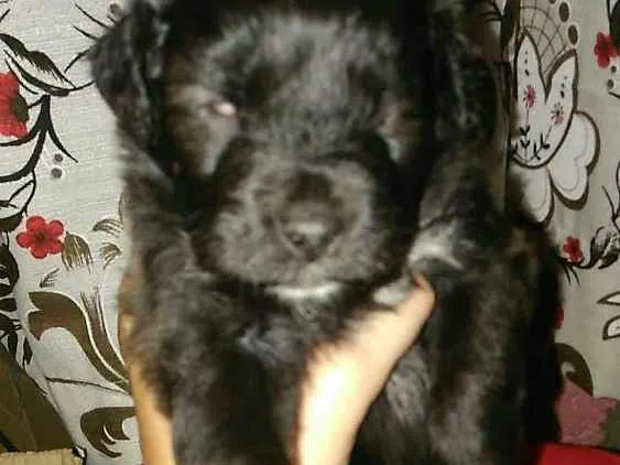 Cachorro ra a Mestiço idade Abaixo de 2 meses nome Scob