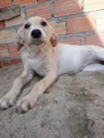 LILI