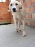 LILI