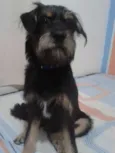 Cachorro raça Srd idade 1 ano nome Koda