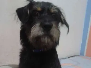 Cachorro raça Srd idade 1 ano nome Koda