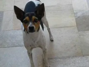 Cachorro raça SRD idade 6 ou mais anos nome Nick