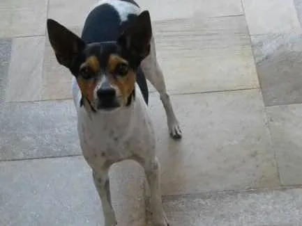 Cachorro ra a SRD idade 6 ou mais anos nome Nick
