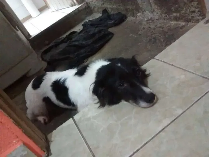 Cachorro ra a srd idade 6 ou mais anos nome Mel