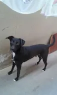 Luna e Spaike