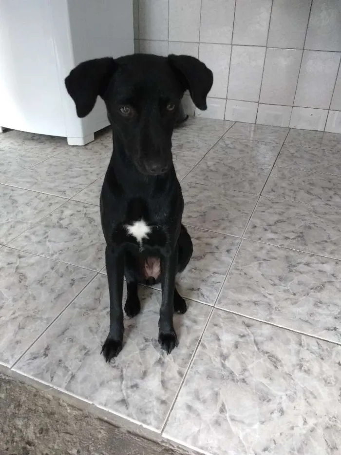 Cachorro ra a SRD-viralata idade 1 ano nome Luna e Spaike