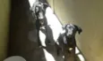 Luna e Spaike