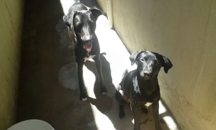Cachorro ra a SRD-viralata idade 1 ano nome Luna e Spaike