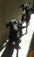Luna e Spaike