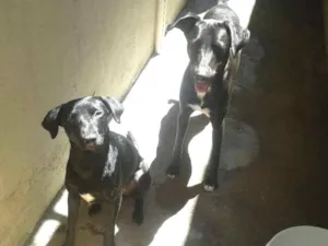 Cachorro raça SRD-viralata idade 1 ano nome Luna e Spaike