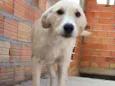 LILI