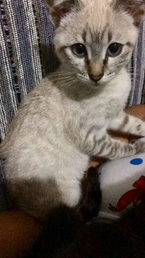 Gato ra a Srd idade 2 a 6 meses nome Marri