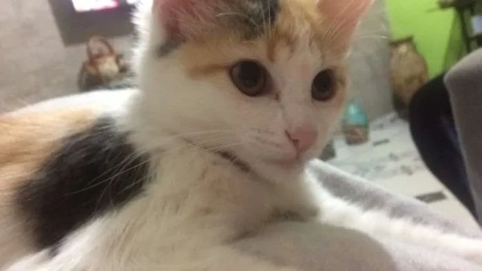 Gato ra a Srd idade 2 a 6 meses nome Maria joana