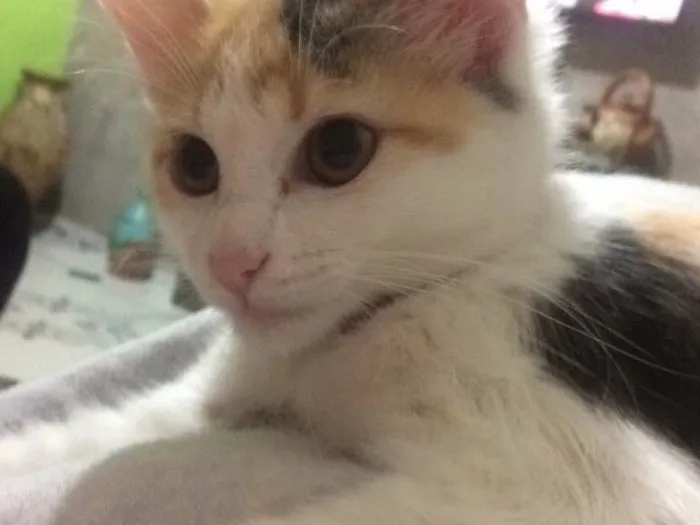 Gato ra a Srd idade 2 a 6 meses nome Maria joana