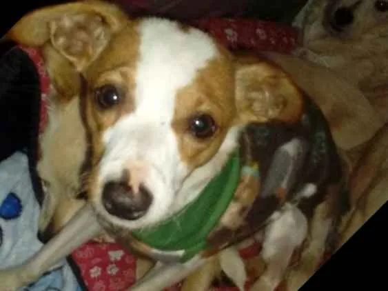 Cachorro ra a Srd  idade 2 anos nome Fred 