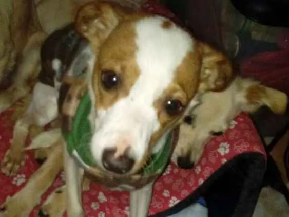 Cachorro ra a Srd  idade 2 anos nome Fred 