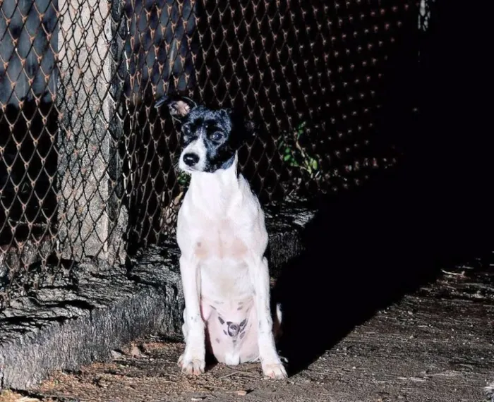 Cachorro ra a vira lata idade 2 a 6 meses nome Anúbis