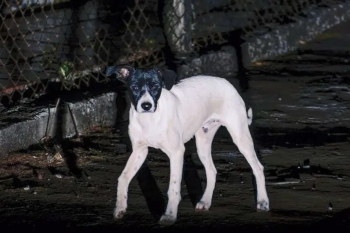 Cachorro ra a vira lata idade 2 a 6 meses nome Anúbis