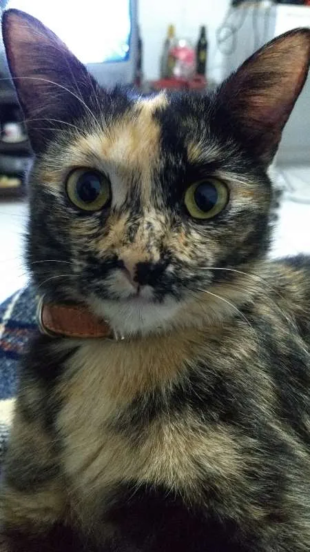 Gato ra a SRD idade 1 ano nome Meg