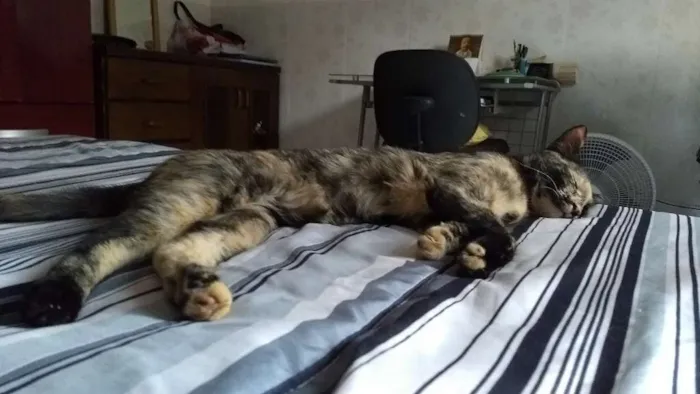 Gato ra a SRD idade 1 ano nome Meg