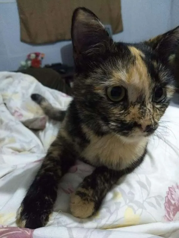 Gato ra a SRD idade 1 ano nome Meg