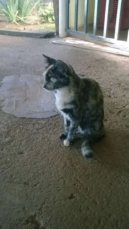 Gato ra a SRD idade 1 ano nome Meg