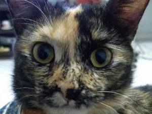 Gato raça SRD idade 1 ano nome Meg