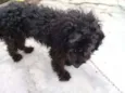 Biscuit