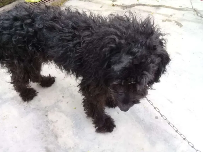 Cachorro ra a Poodle idade  nome Biscuit