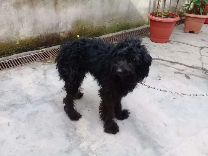 Cachorro ra a Poodle idade  nome Biscuit