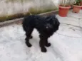 Biscuit