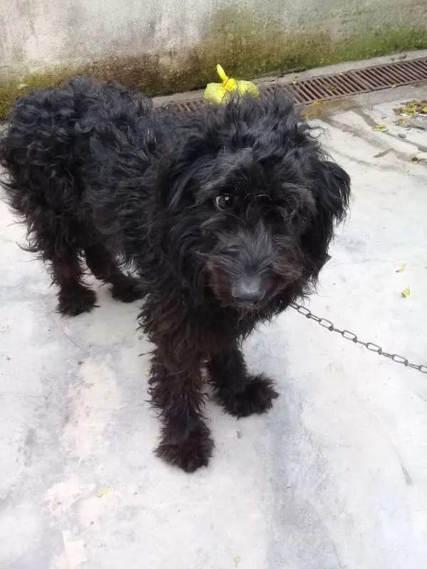 Cachorro ra a Poodle idade  nome Biscuit