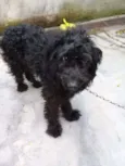 Biscuit