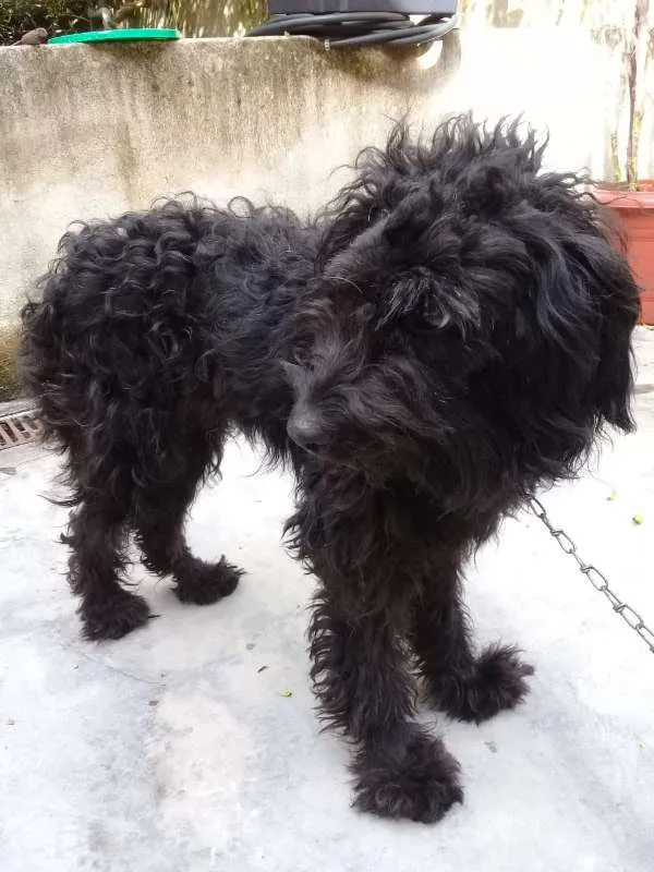 Cachorro ra a Poodle idade  nome Biscuit