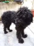 Biscuit