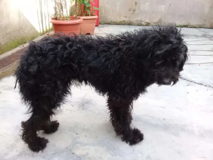 Cachorro ra a Poodle idade  nome Biscuit