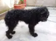 Biscuit