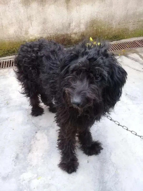 Cachorro ra a Poodle idade  nome Biscuit