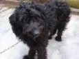 Biscuit