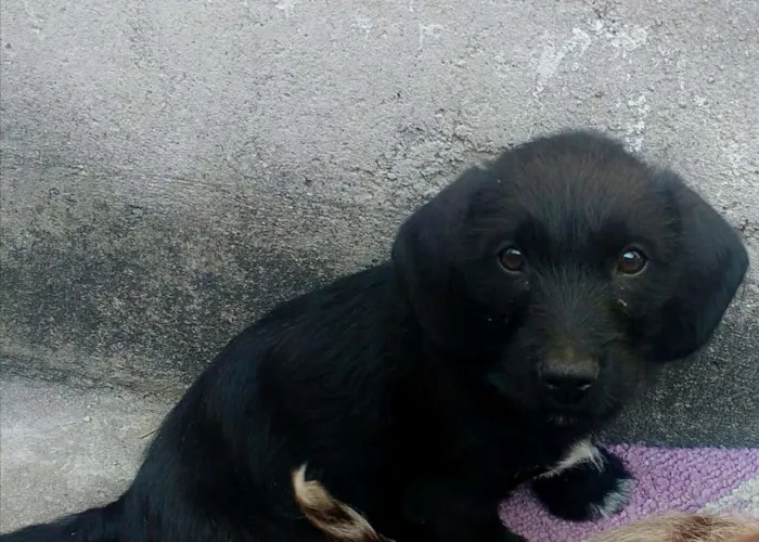 Cachorro ra a Mistura de bassed com vira lat idade 2 a 6 meses nome Théo