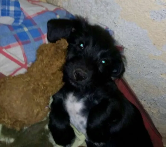 Cachorro ra a Mistura de bassed com vira lat idade 2 a 6 meses nome Théo