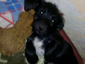 Cachorro raça Mistura de bassed com vira lat idade 2 a 6 meses nome Théo