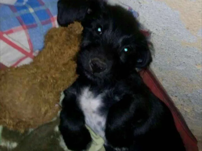 Cachorro ra a Mistura de bassed com vira lat idade 2 a 6 meses nome Théo