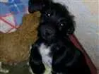Cachorro raça Mistura de bassed com vira lat idade 2 a 6 meses nome Théo