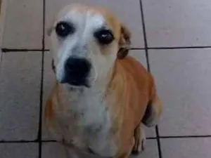 Cachorro raça  idade 6 ou mais anos nome Diana 