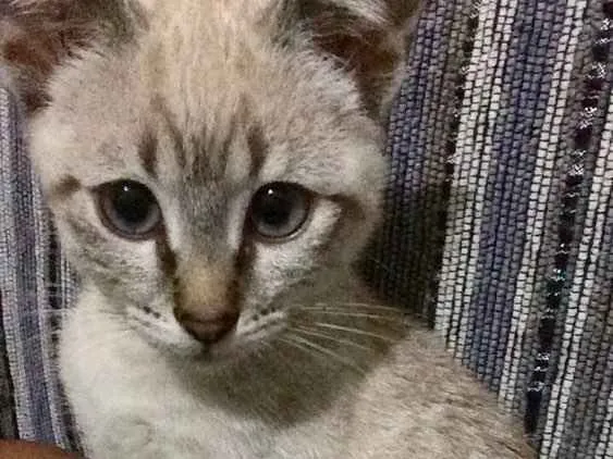 Gato ra a Srd idade 2 a 6 meses nome Marri