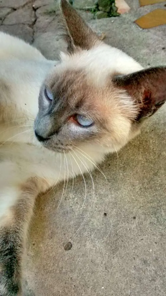 Gato ra a SRD idade 2 a 6 meses nome Princesa